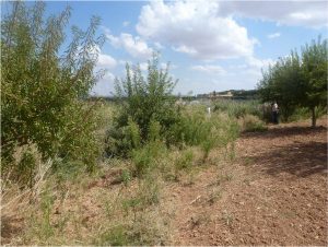 daños en almendros