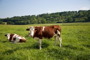 conversión a producción ecológica