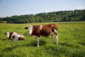 conversión a producción ecológica