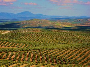 vuelo con drones sobre olivares agricultura aerea