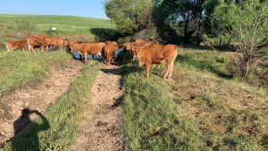 manejo-holístico-beneficio-medioambiental