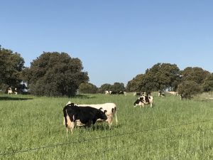 manejo-holístico-beneficio-medioambiental