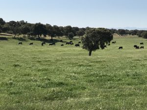 manejo-holístico-beneficio-medioambiental